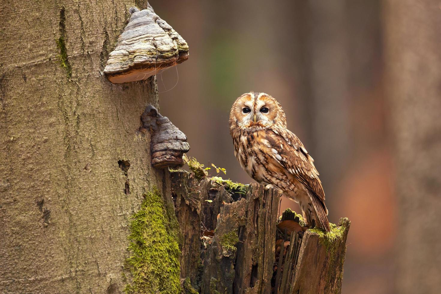 tawny uggla, strix aluco foto