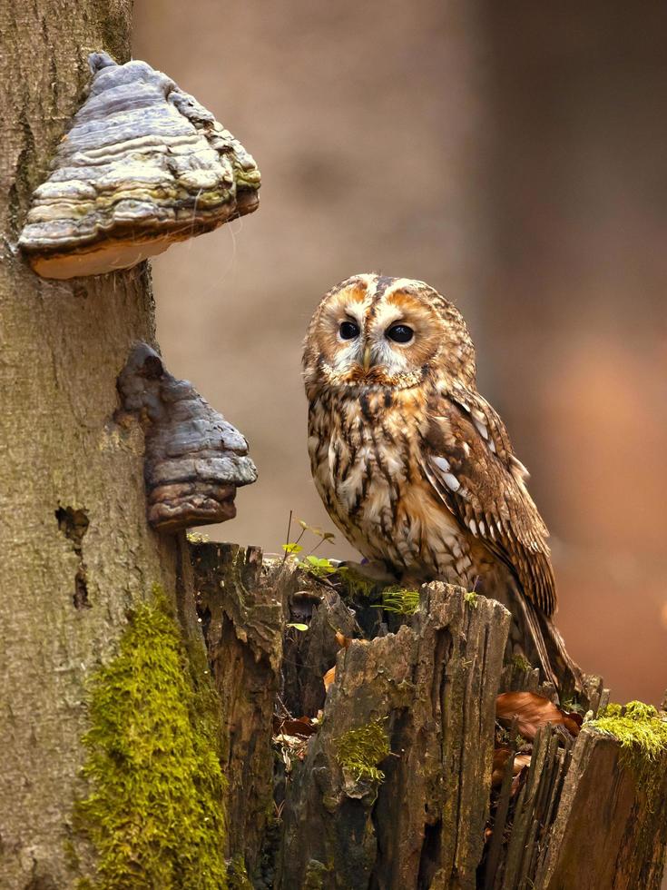 tawny uggla, strix aluco foto