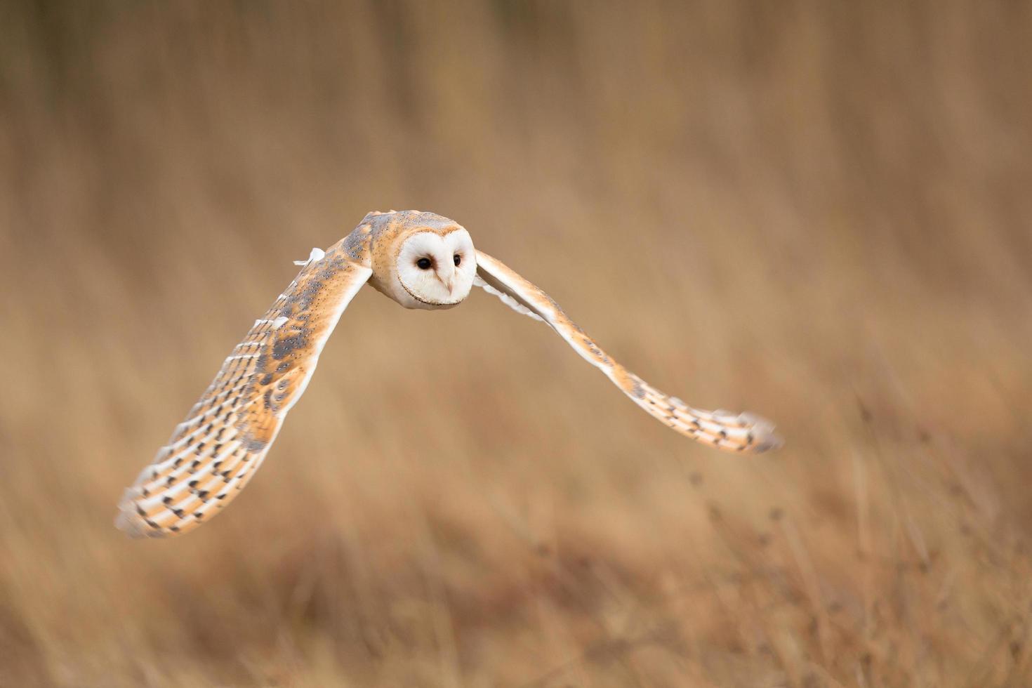 ladaugla, tyto alba foto