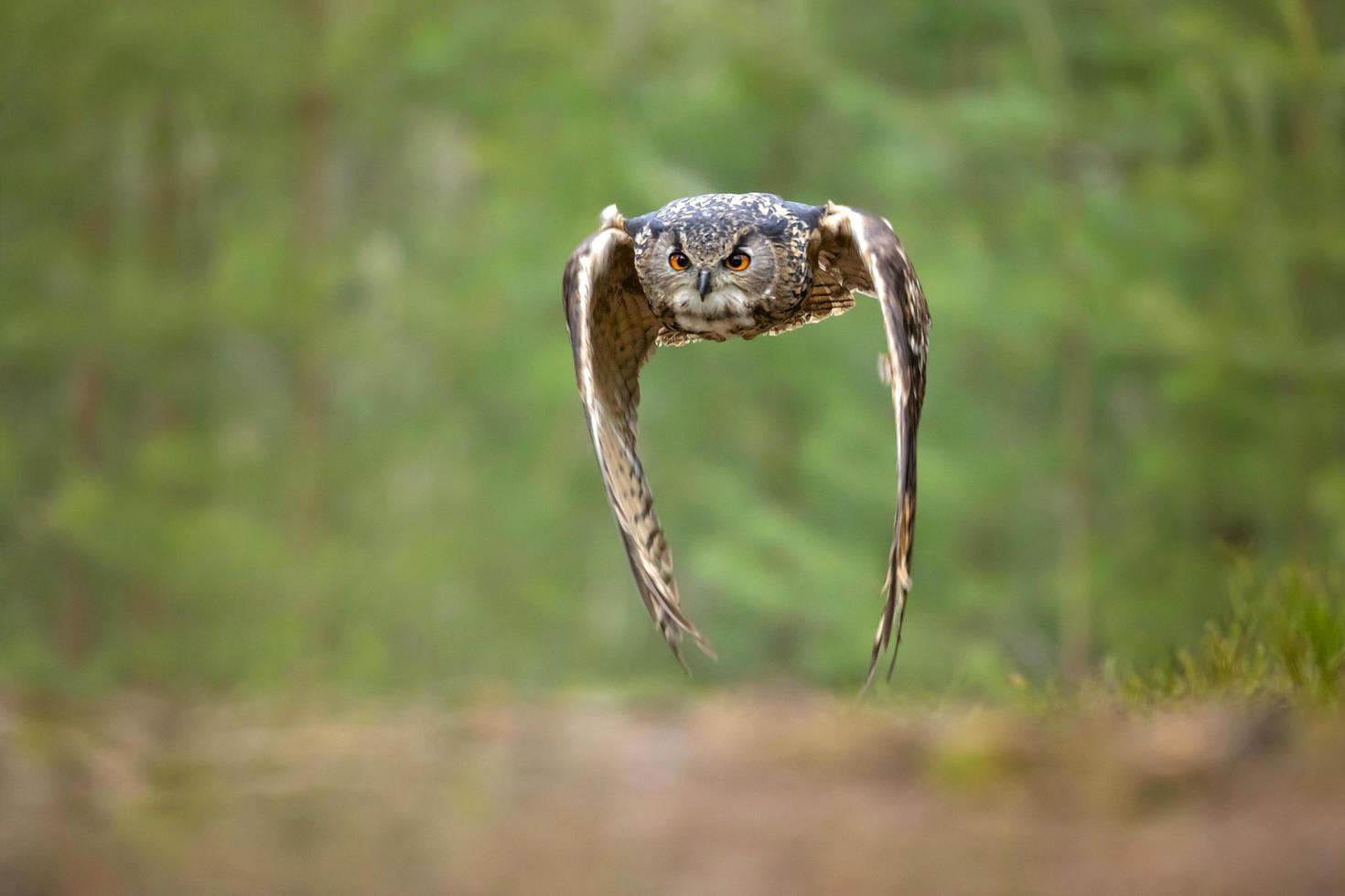 eurasisk örnuggla, bubo bubo foto