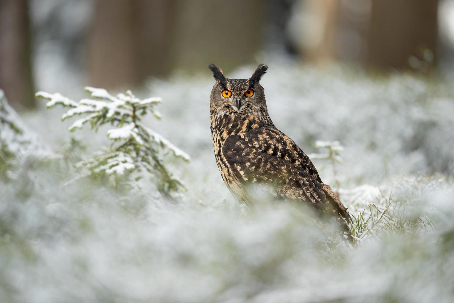 eurasisk örnuggla, bubo bubo foto