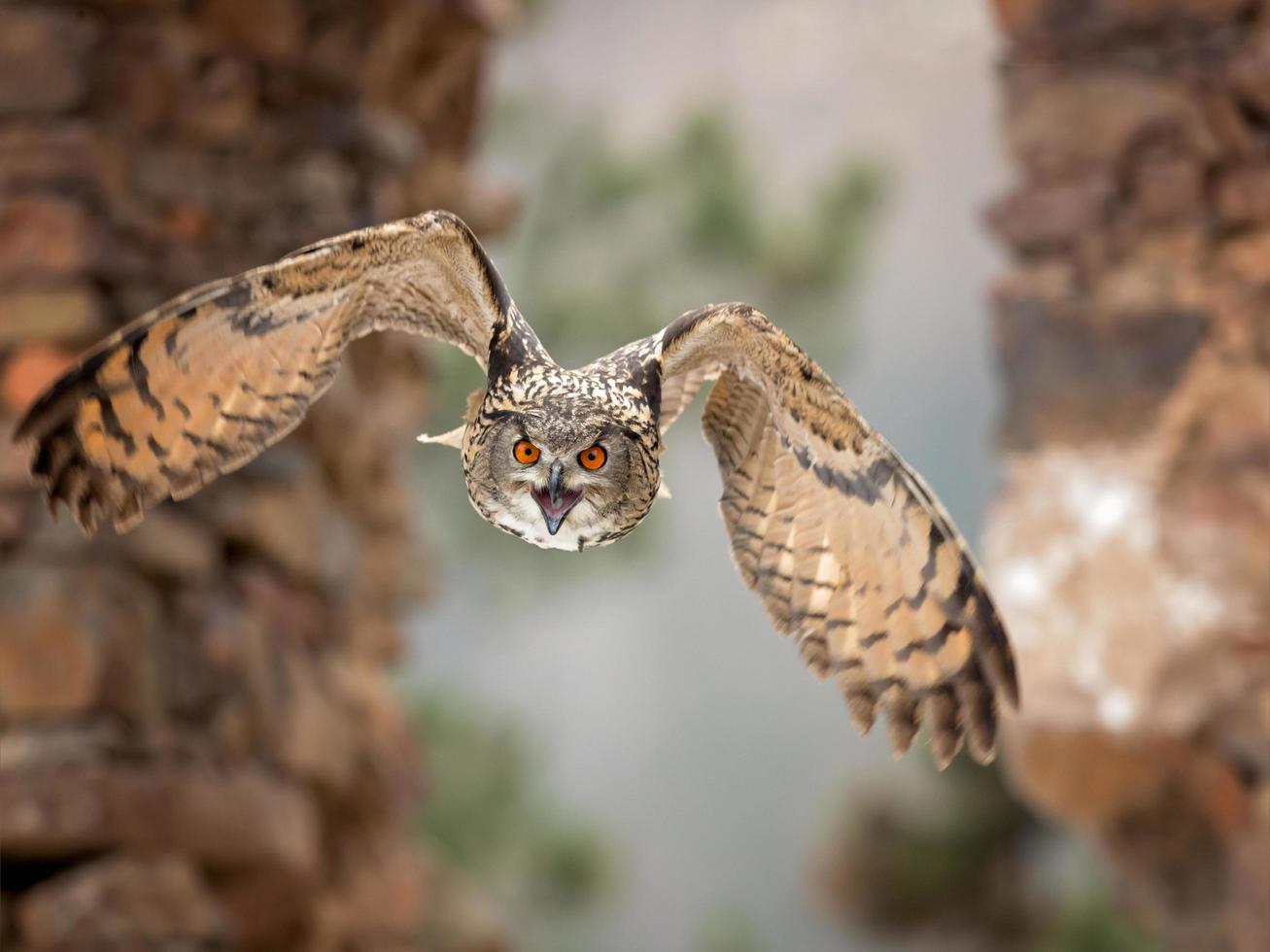 eurasisk örnuggla, bubo bubo foto