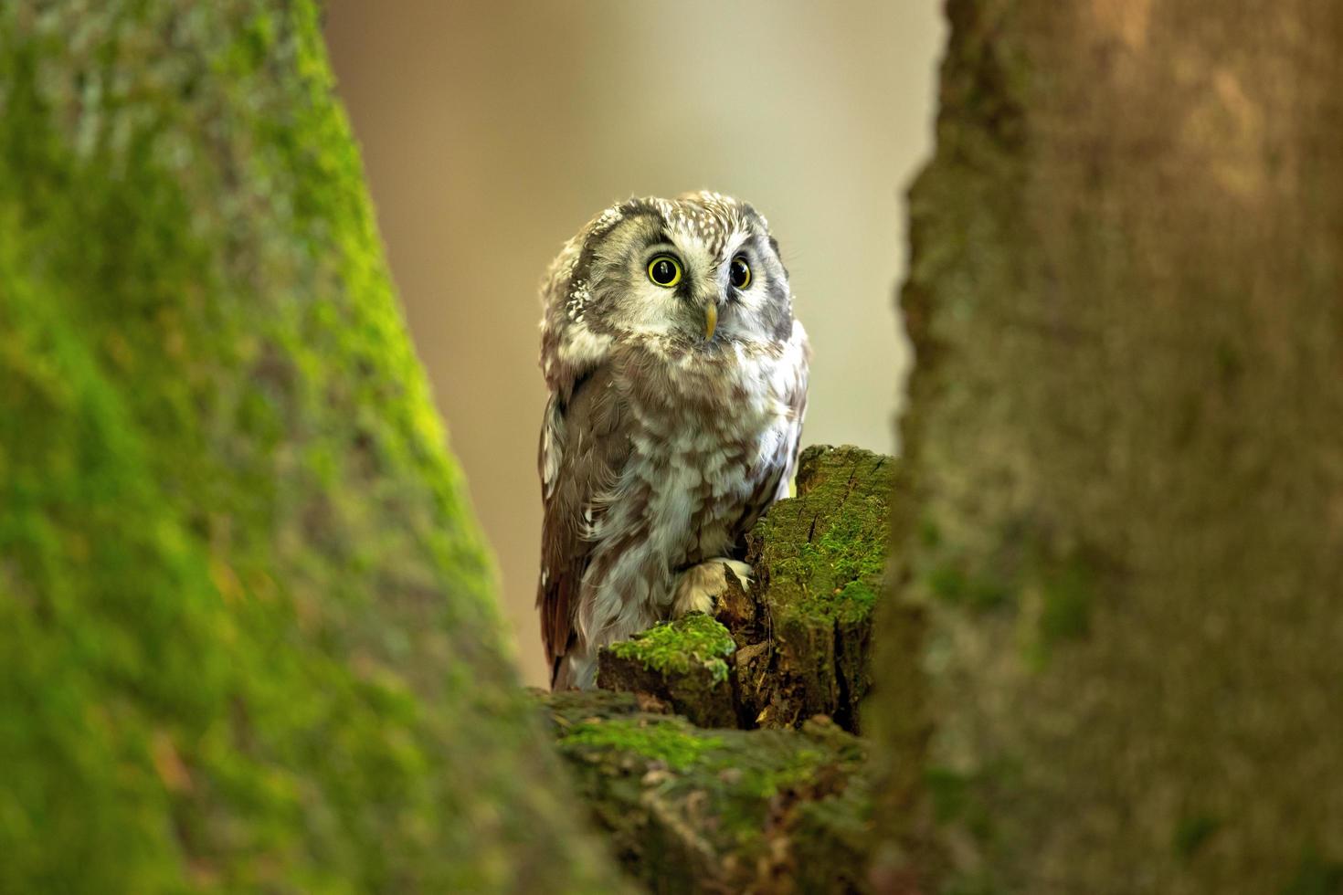 boreal uggla, aegolius funereus foto