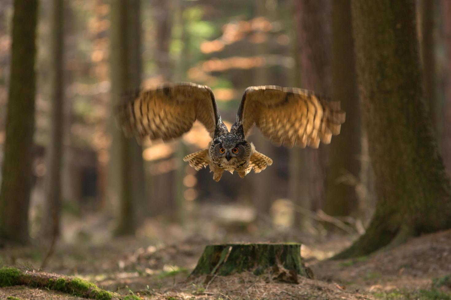 eurasisk örnuggla, bubo bubo foto