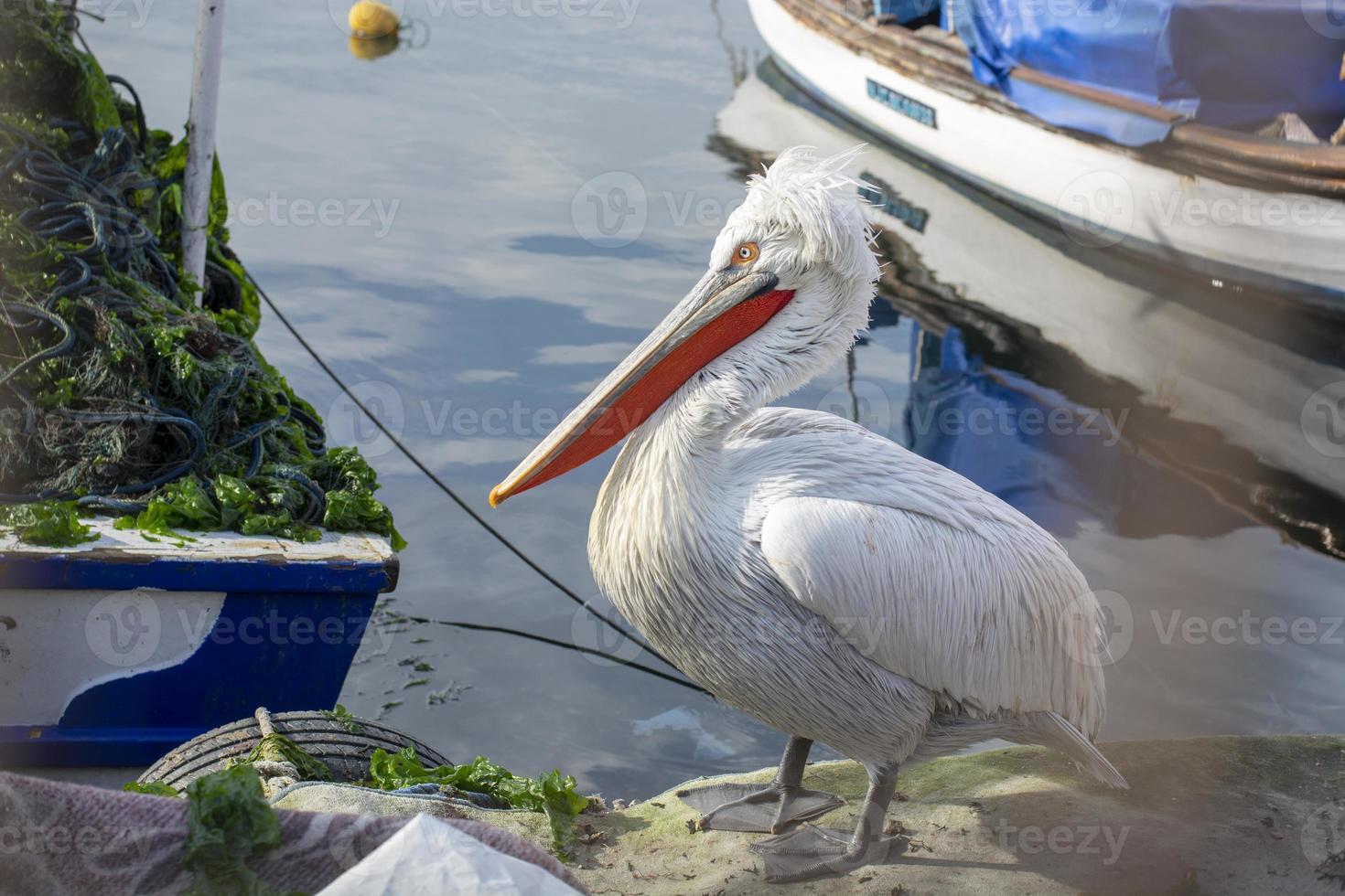 gammal pelikanfågel bland båtar vid havet foto