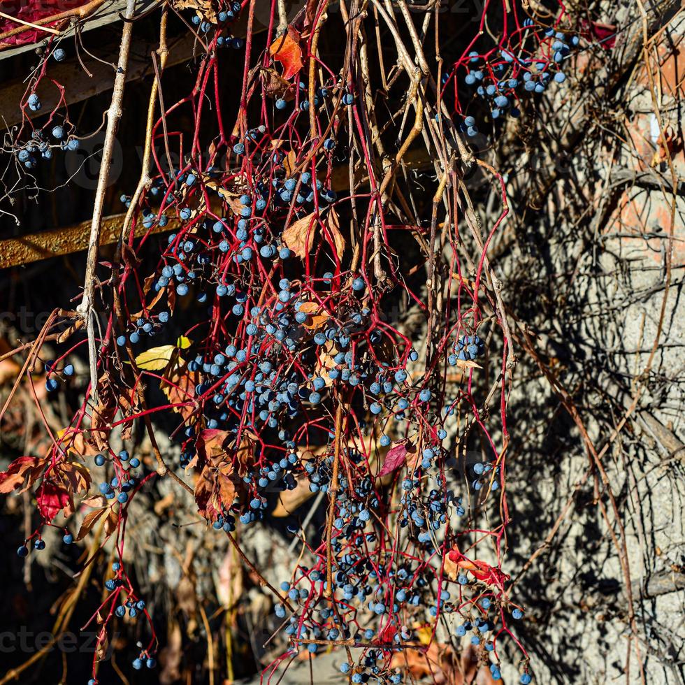 mogna klasar av bär och röda blad av vilda druvor. vilda druvor med suddig bakgrund. selektiv fokusering foto
