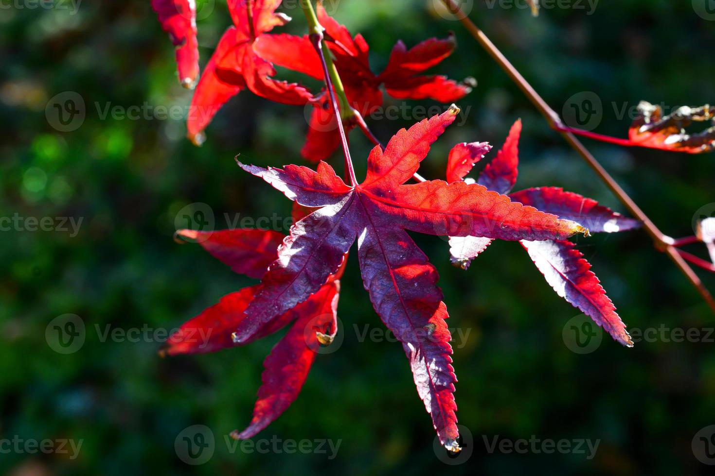 röda lönnträd löv under höstsäsongen foto