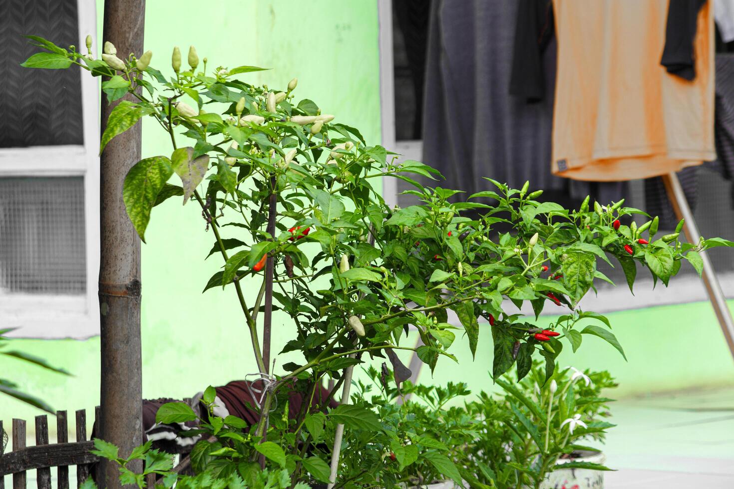 chili träd den där är lager frukt rikligt och växande hälsosamt. Björn tung frukt foto