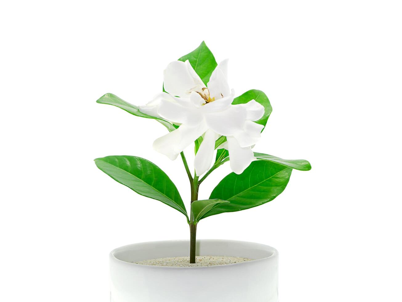 de vit av gardenia jasminoides. foto