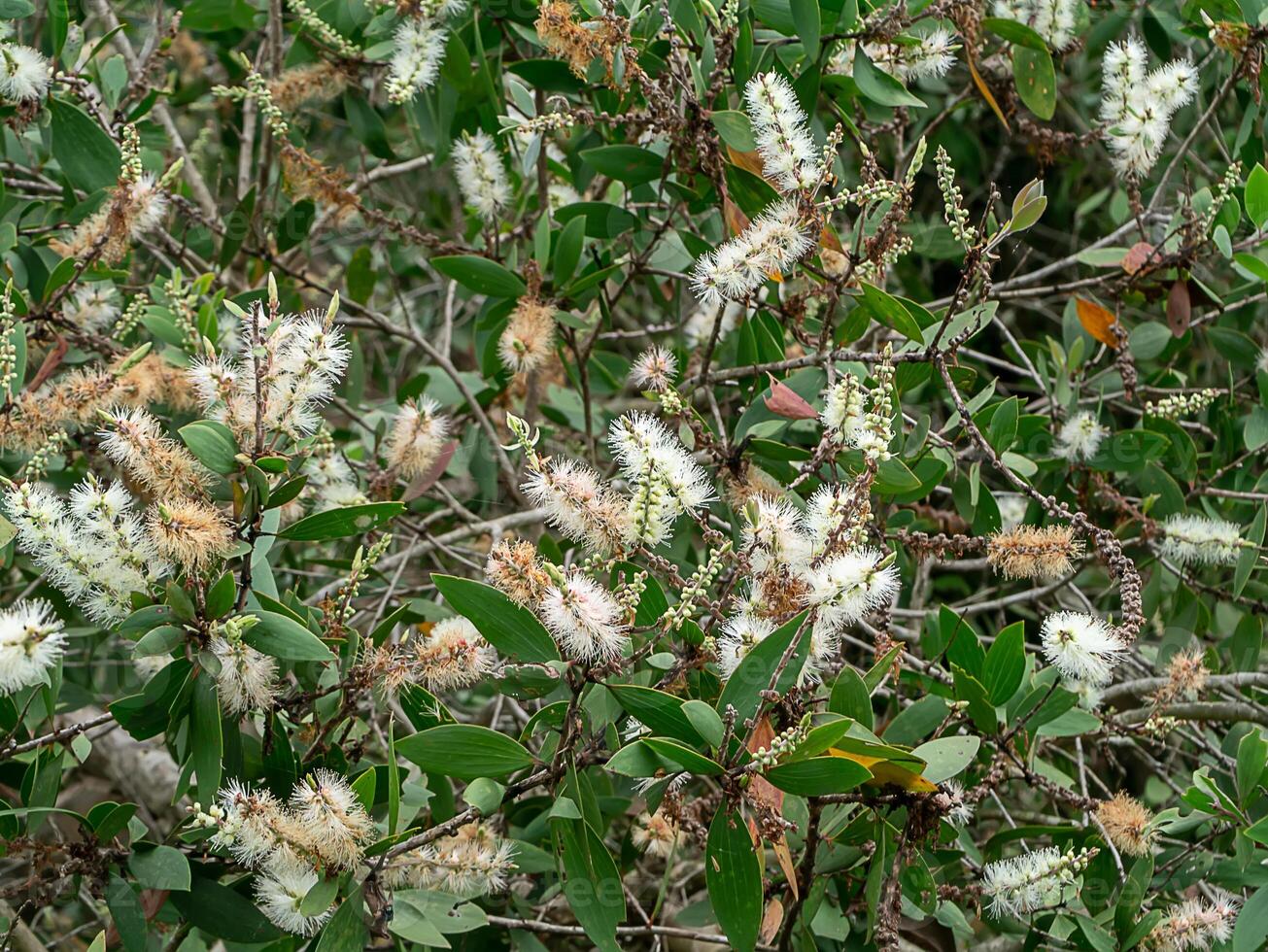 cajuput träd, mjölk trä, papper bark träd foto