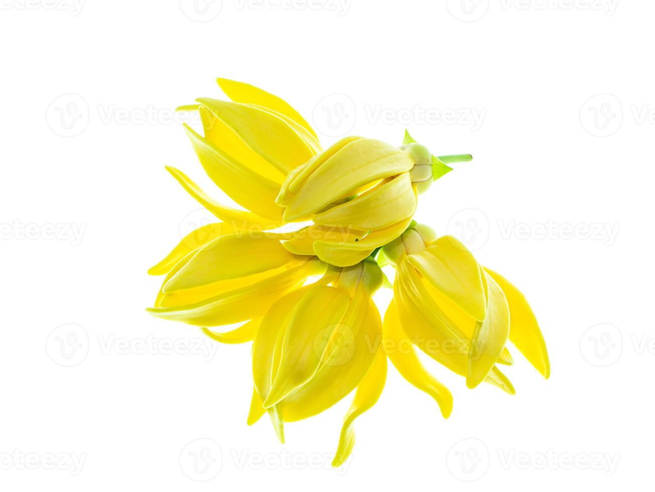 doftande blommor av klättrande ylang ylang foto