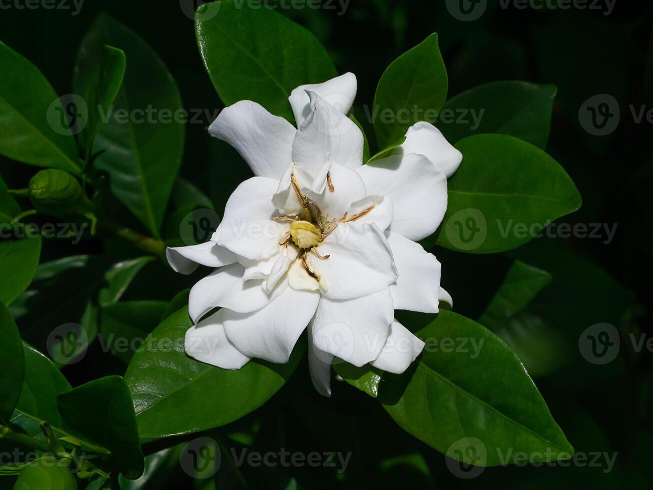 de vit av gardenia jasminoides. foto