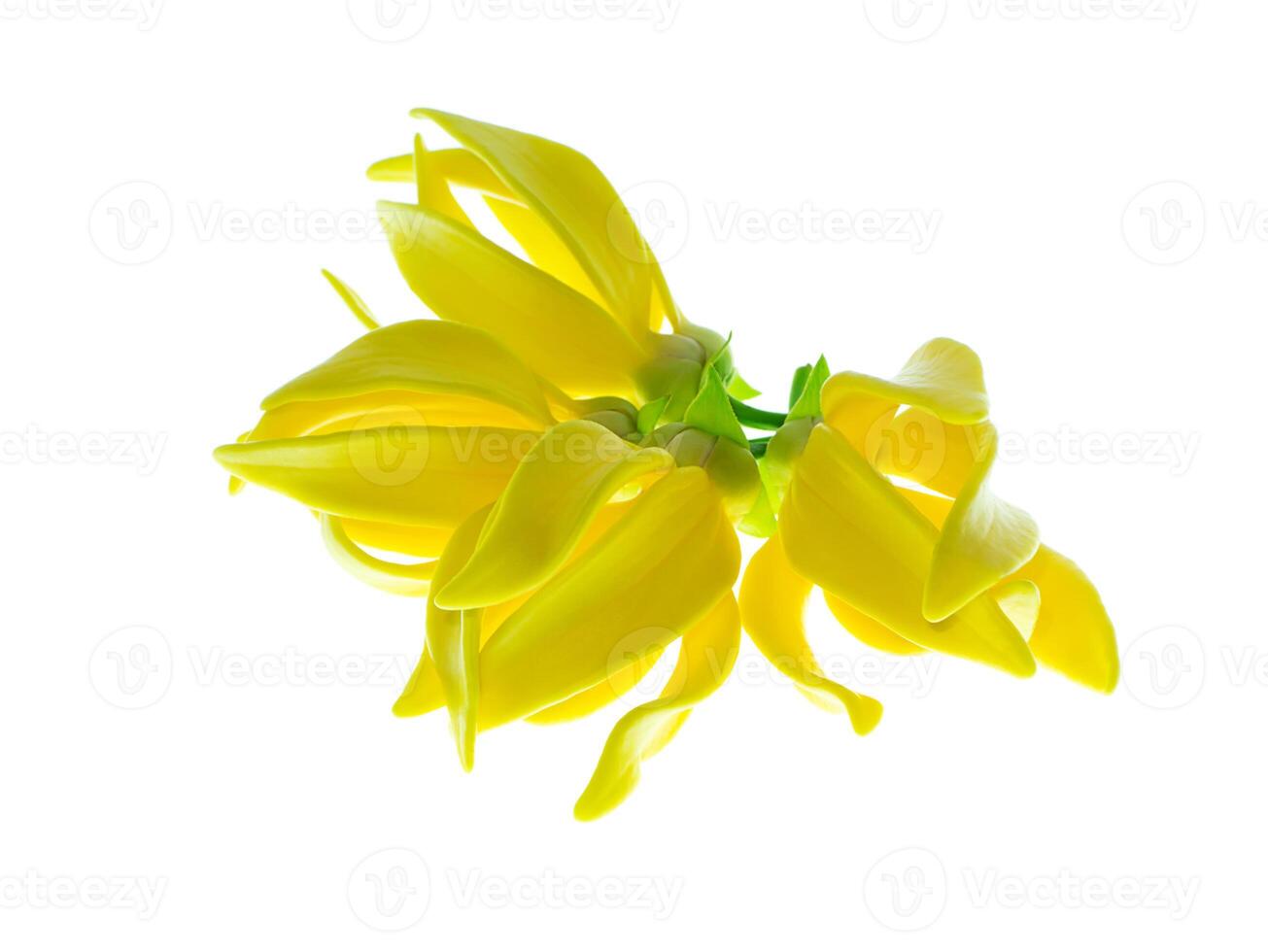 doftande blommor av klättrande ylang ylang foto