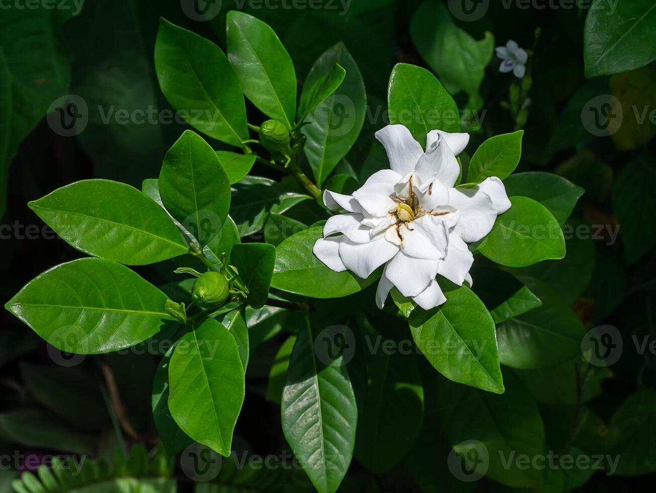 de vit av gardenia jasminoides. foto