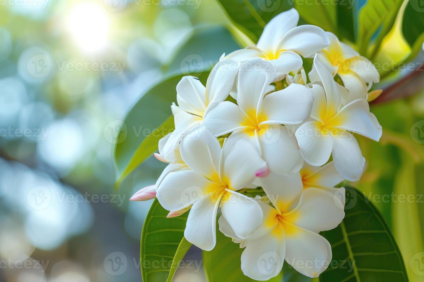 ai genererad vit plumeria blomning på träd, tropisk blomma. foto