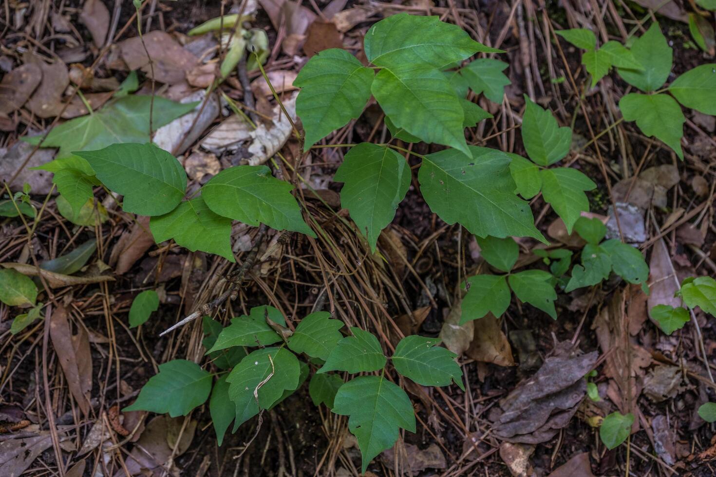 förgifta murgröna i en skog foto