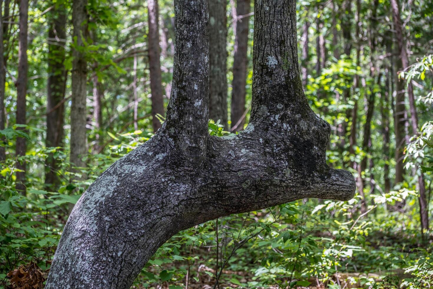 onormal träd tillväxt foto
