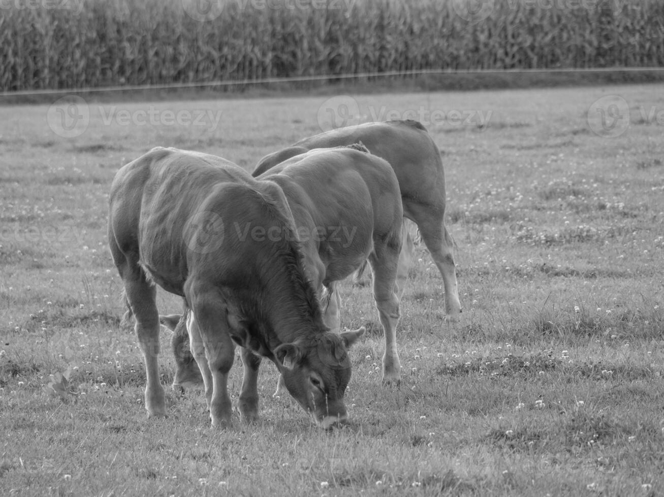 de tysk muensterland foto