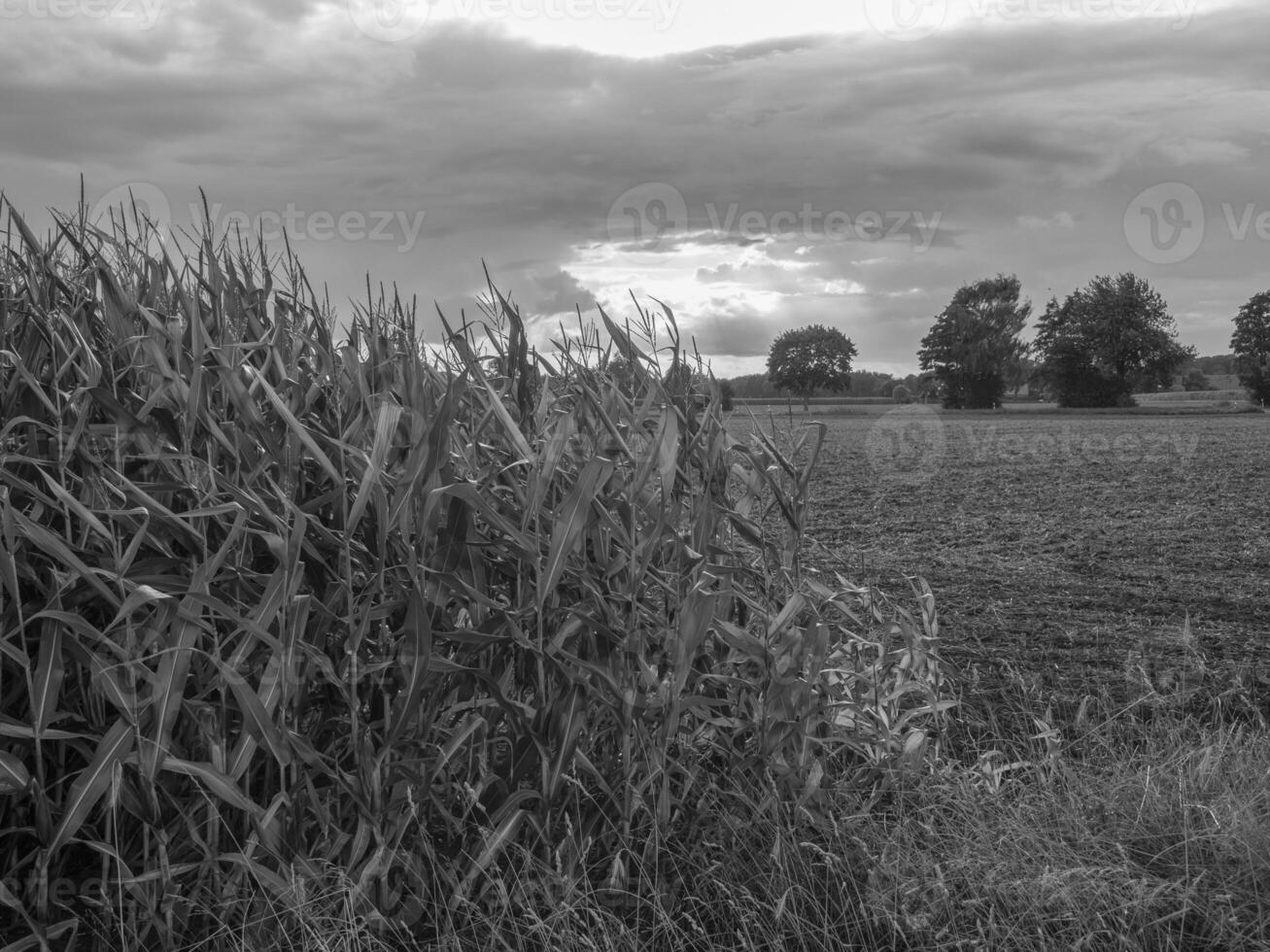 de tysk muensterland foto