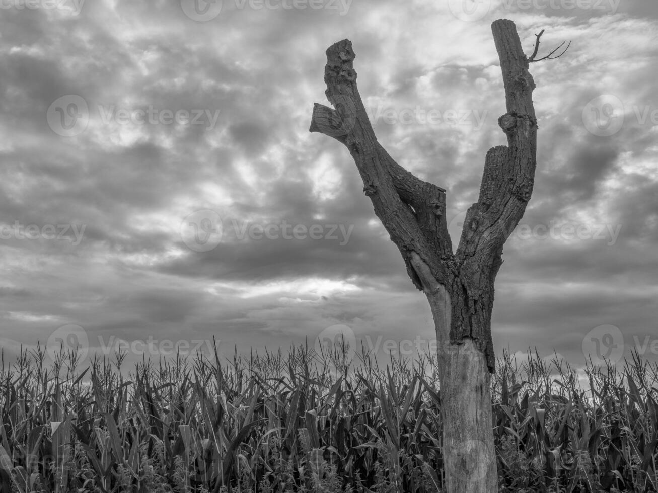 de tysk muensterland foto