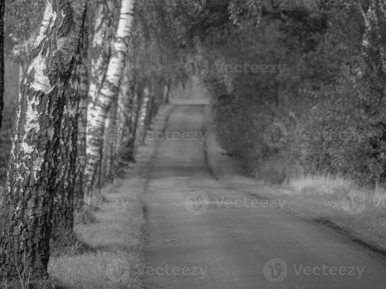 de tysk muensterland foto