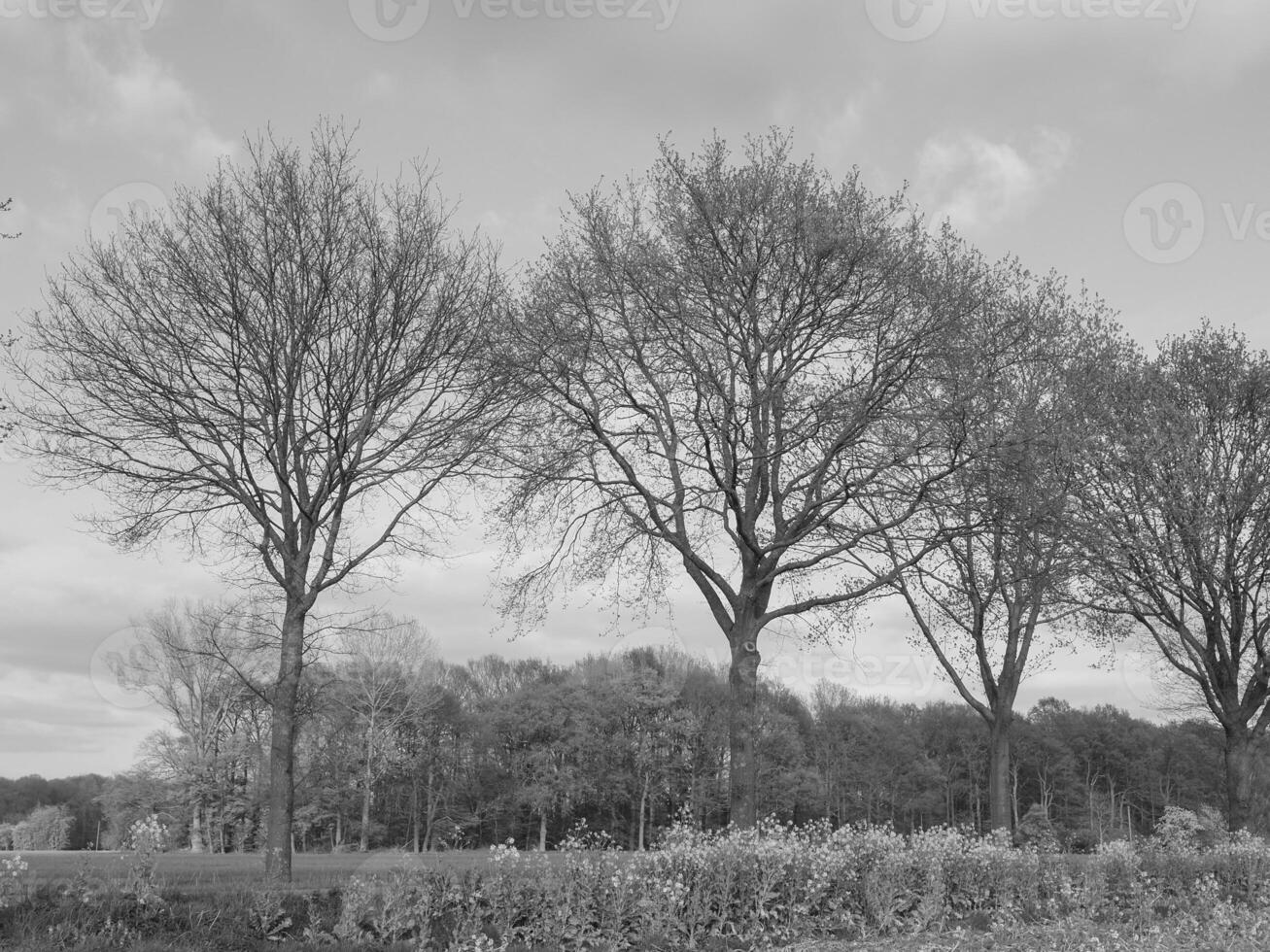 Westfalen i Tyskland foto