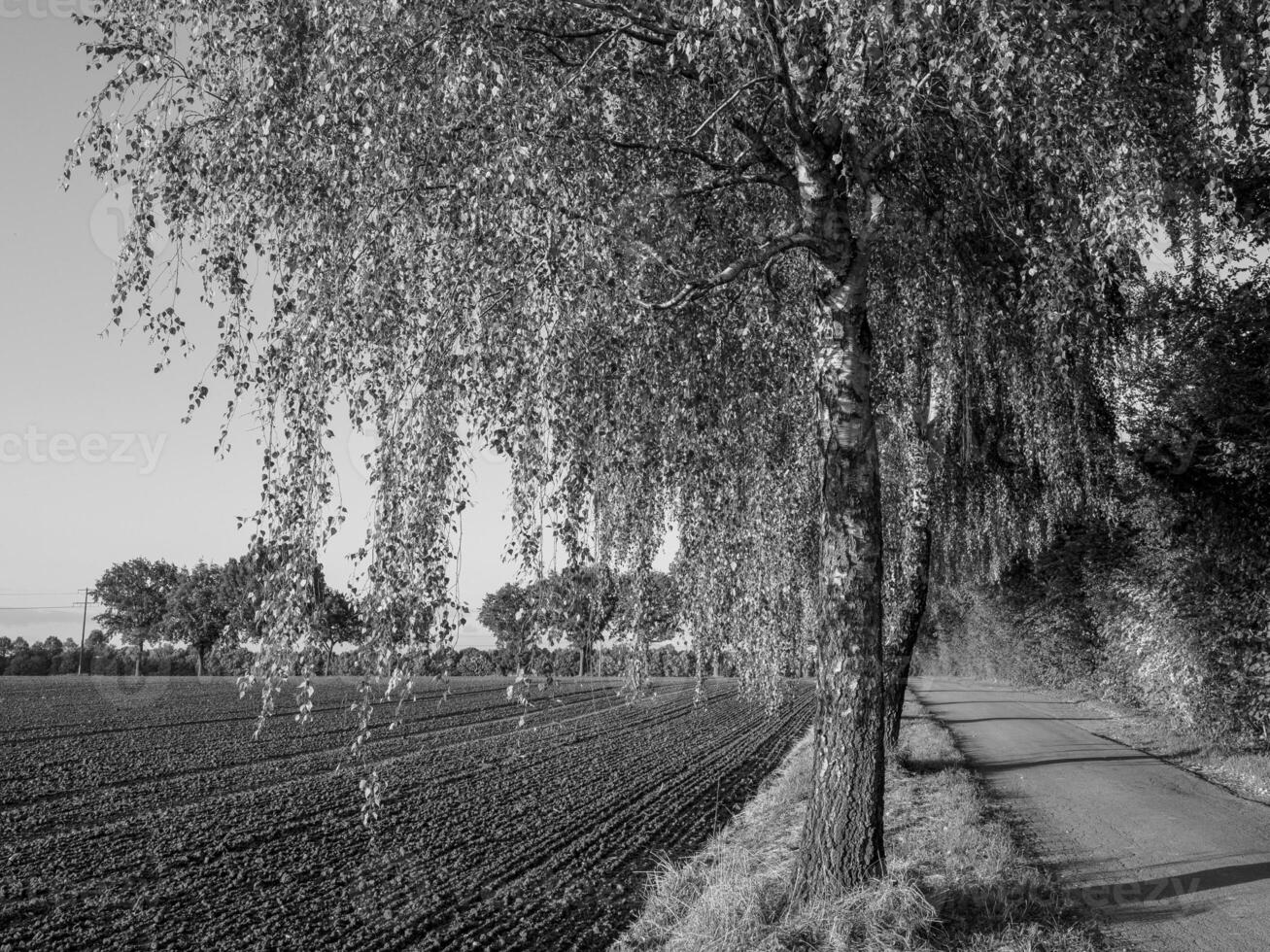 weseke i Westfalen foto