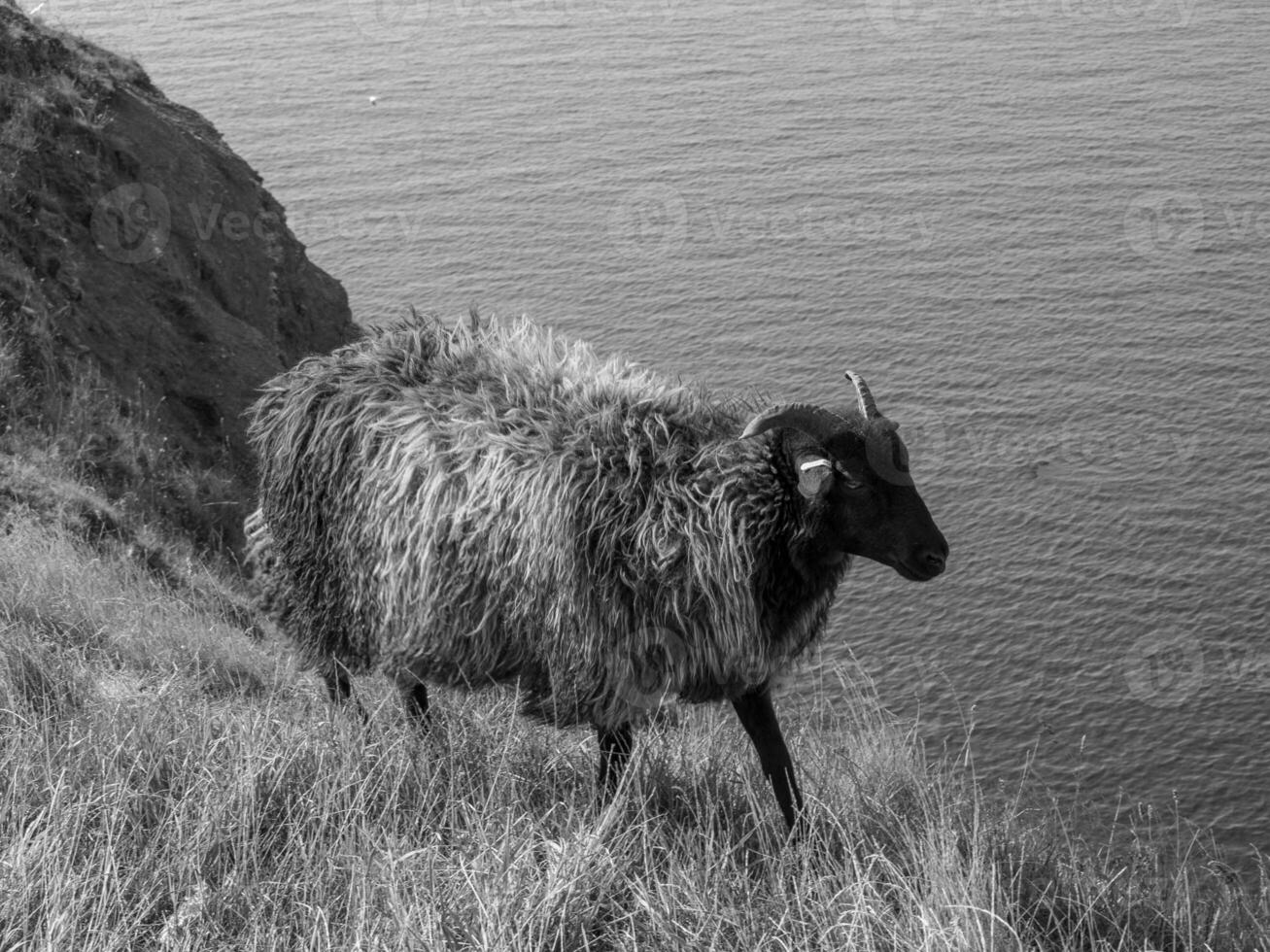 ön helgoland foto