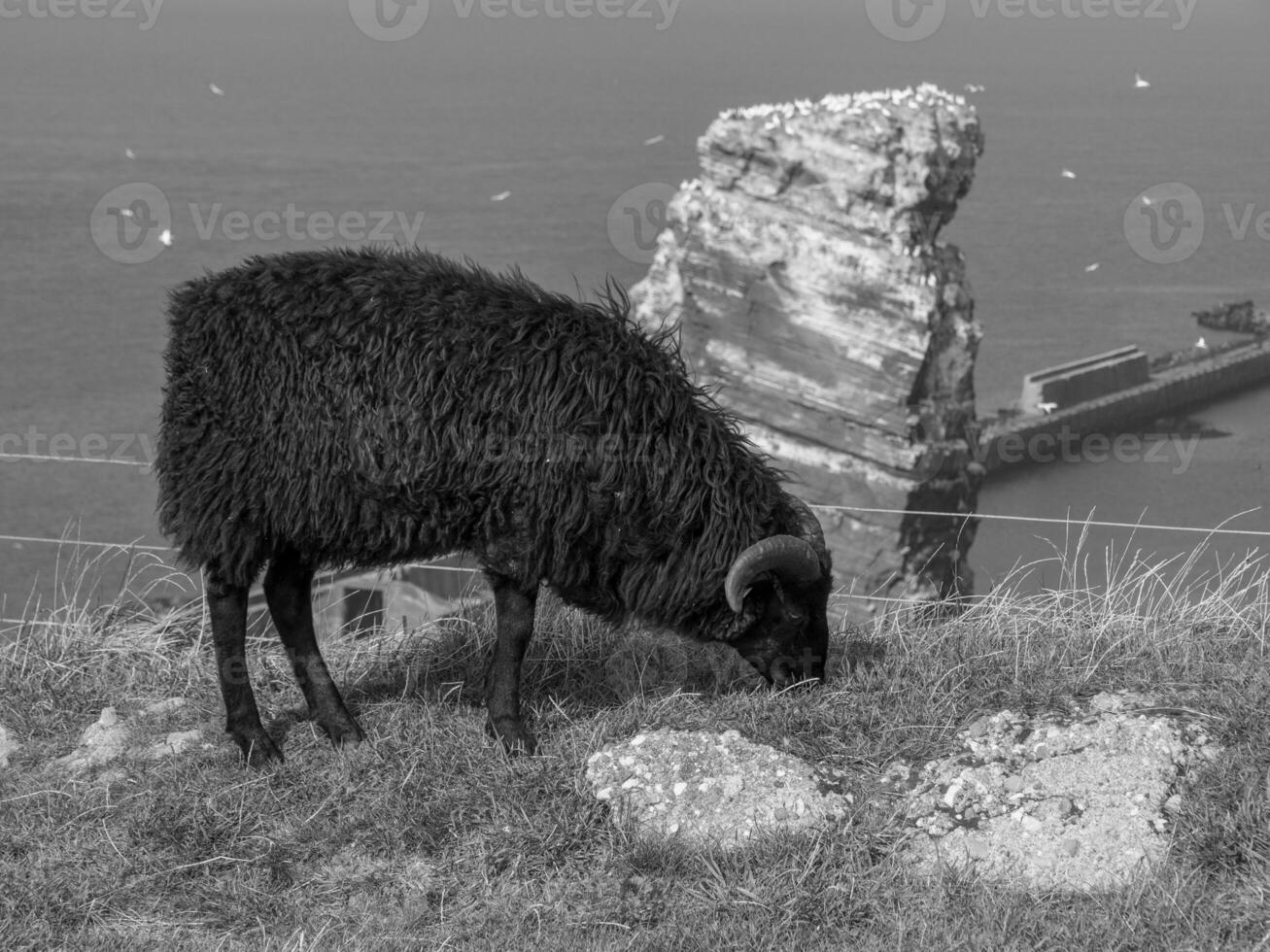 ön helgoland foto