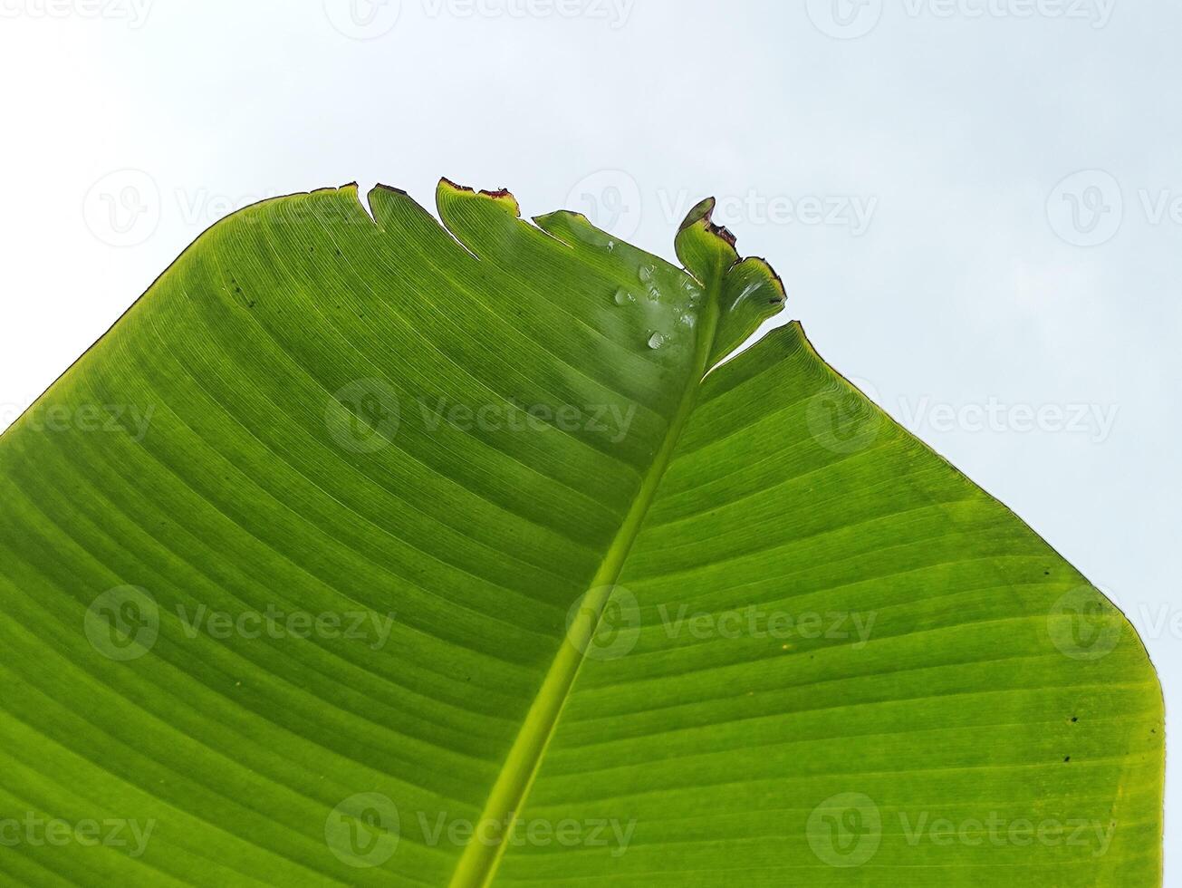 banan blad med vatten droppar i de morgon- foto