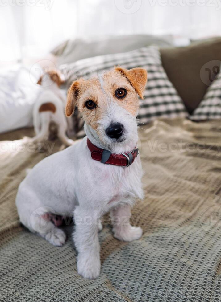 söt vuxen domkraft russell terrier Sammanträde på de säng. förtjusande sällskapsdjur ser på kamera foto