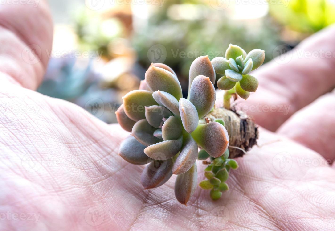 små saftiga på växt förbereda för plantering foto