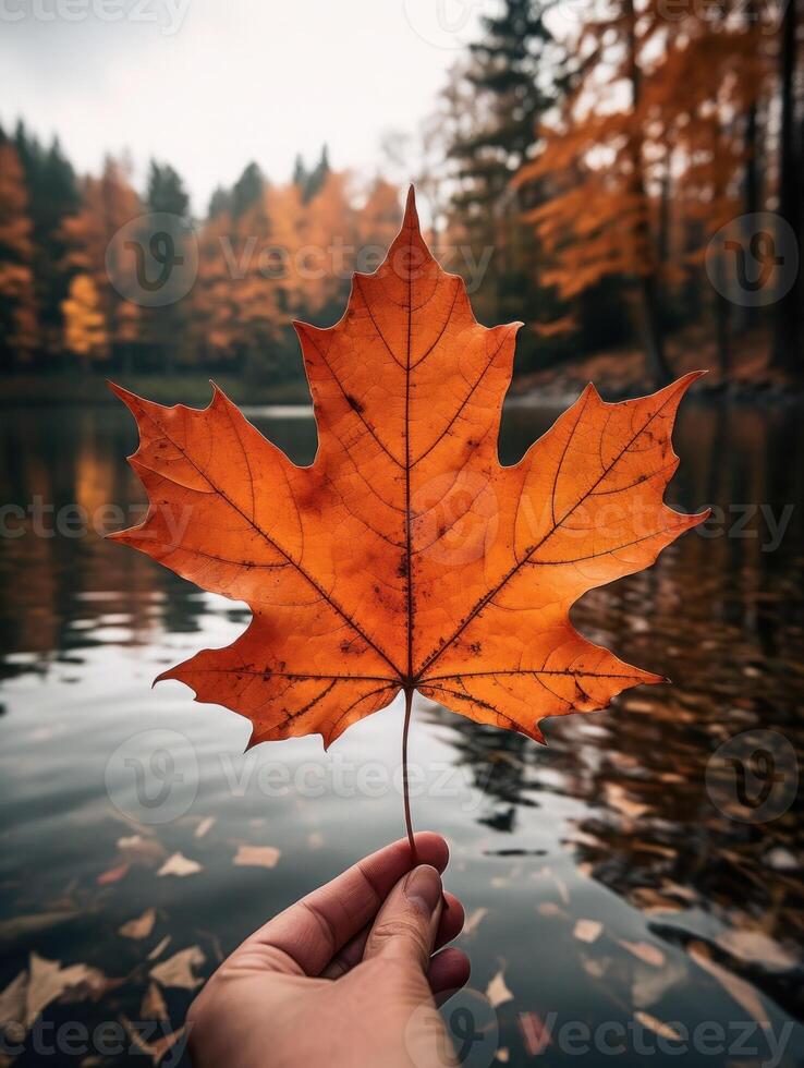 ai genererad ett levande höst färgrik lönn blad i röd och gul färger. blad Färg torr parkera stänga illustration skog höst, naturlig säsong, utomhus- trädgård blad Färg torr parkera stänga foto