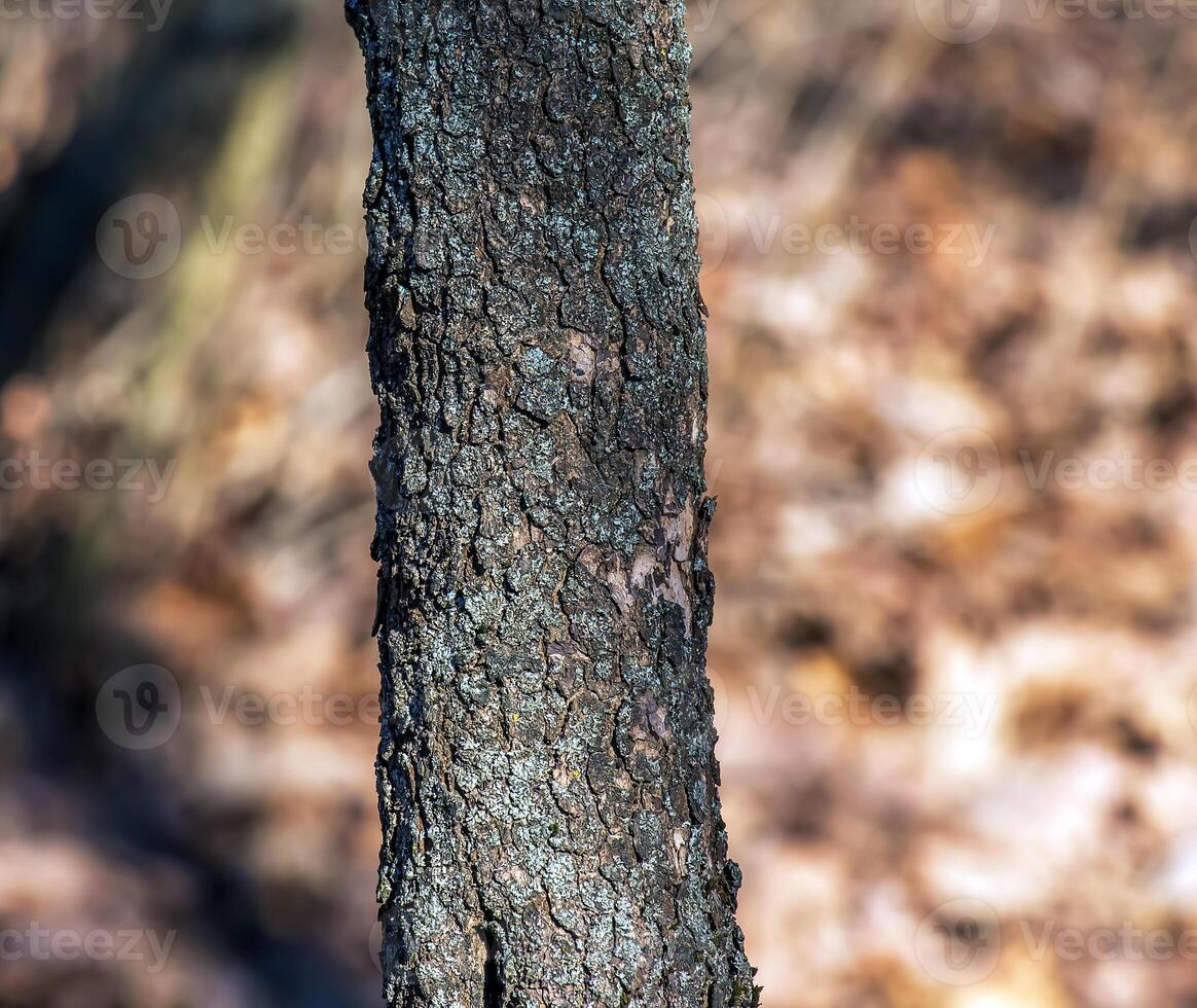 bakgrund och textur av de bark av de pistacia vera träd. foto