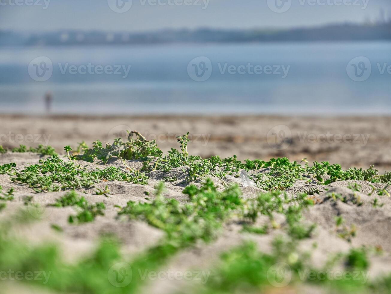 havet bakgrund. gräs stänga se makro Foto, sand och hav, semester tapet foto