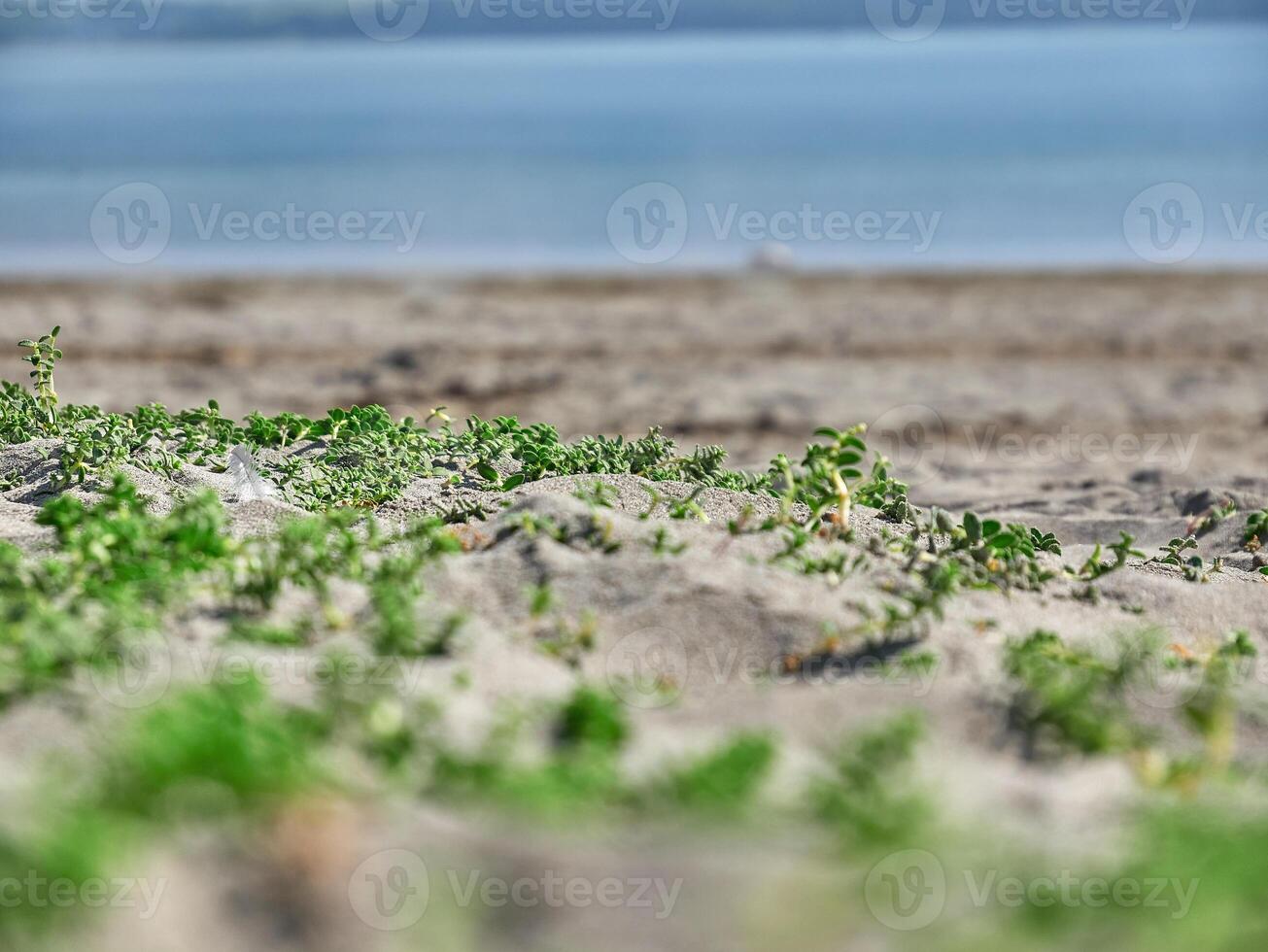 havet bakgrund. gräs stänga se makro Foto, sand och hav, semester tapet foto