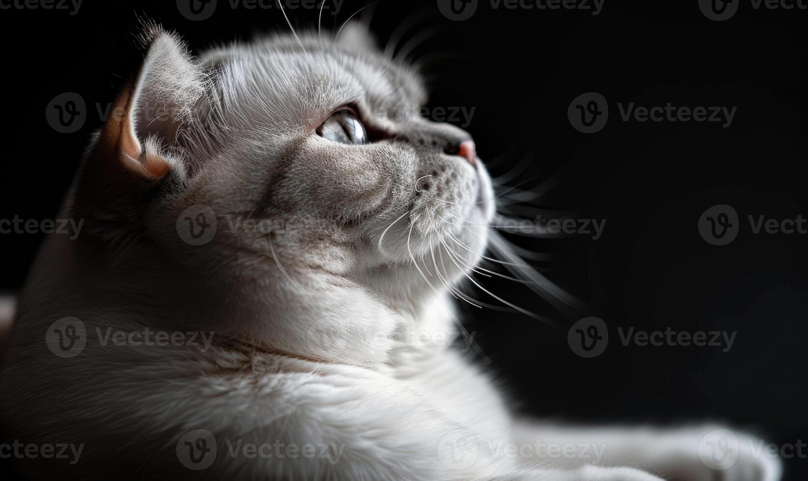ai genererad studio porträtt av en kunglig vit skott vika ihop katt på en mörk bakgrund, Plats för text foto