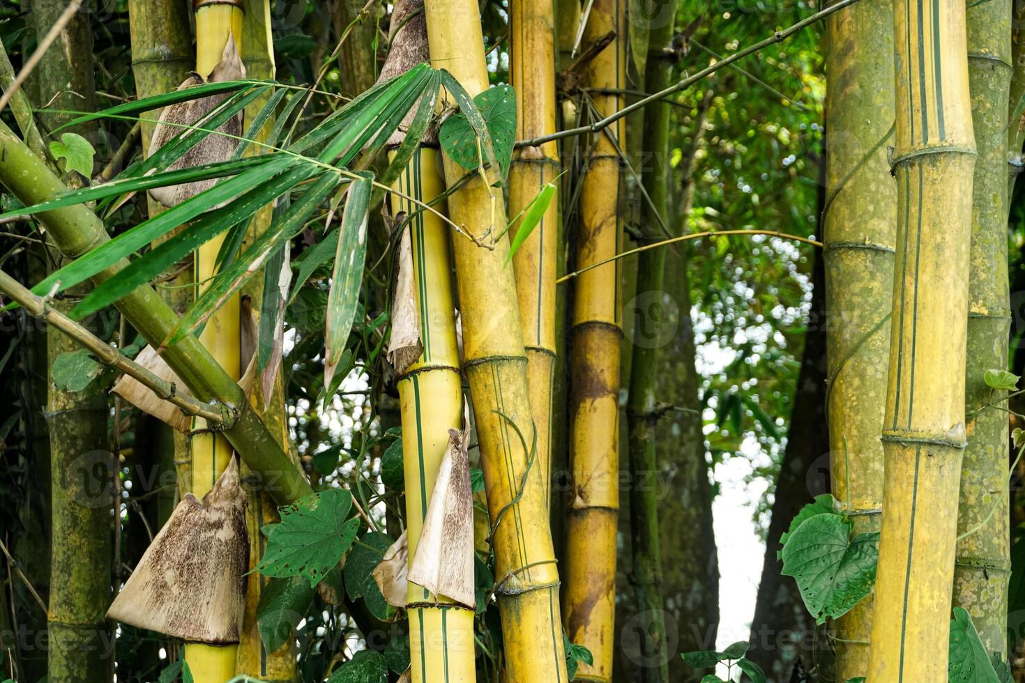gul bambu träd den där växer i de landsbygden foto
