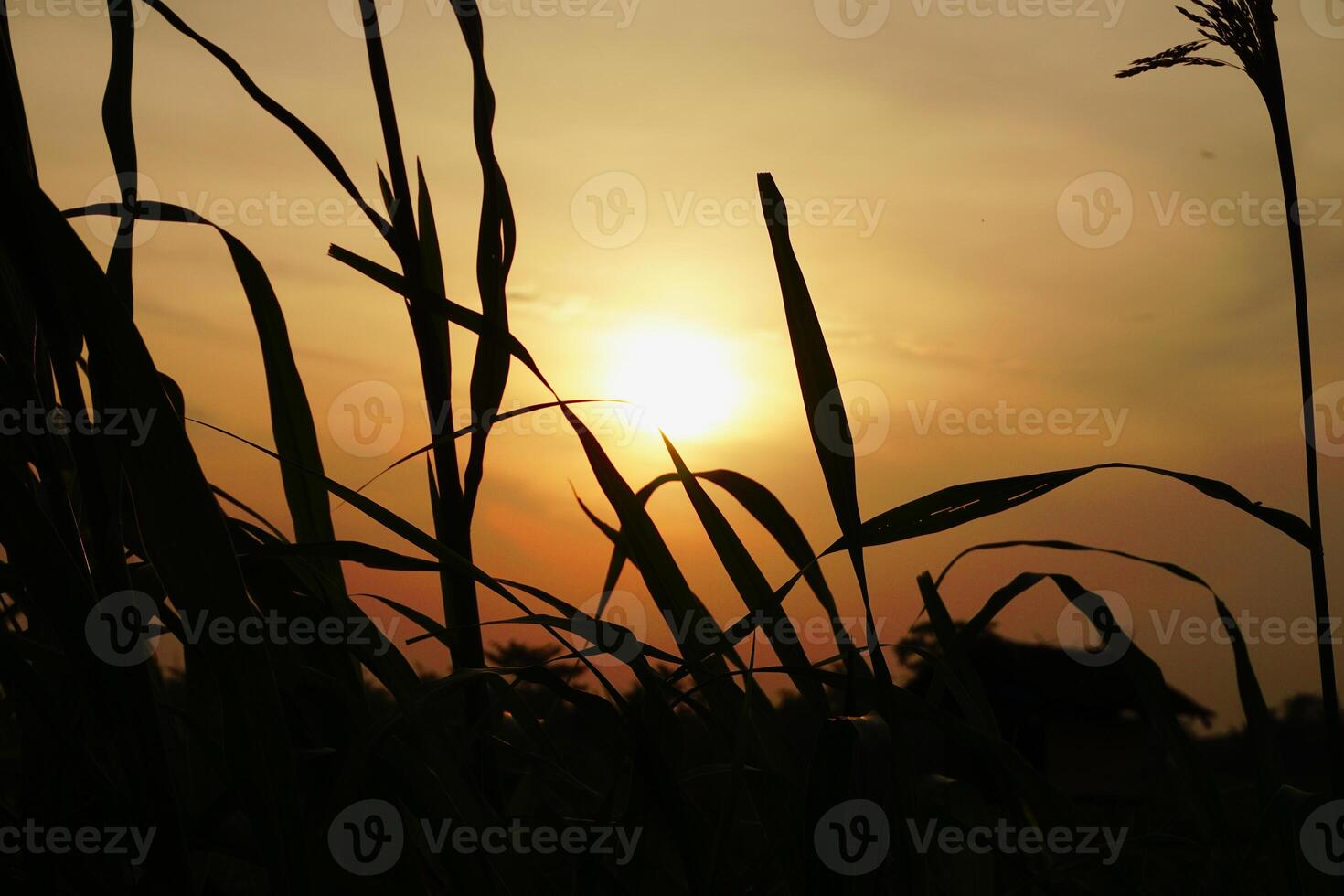 lantlig atmosfär med gräs och solnedgång foto