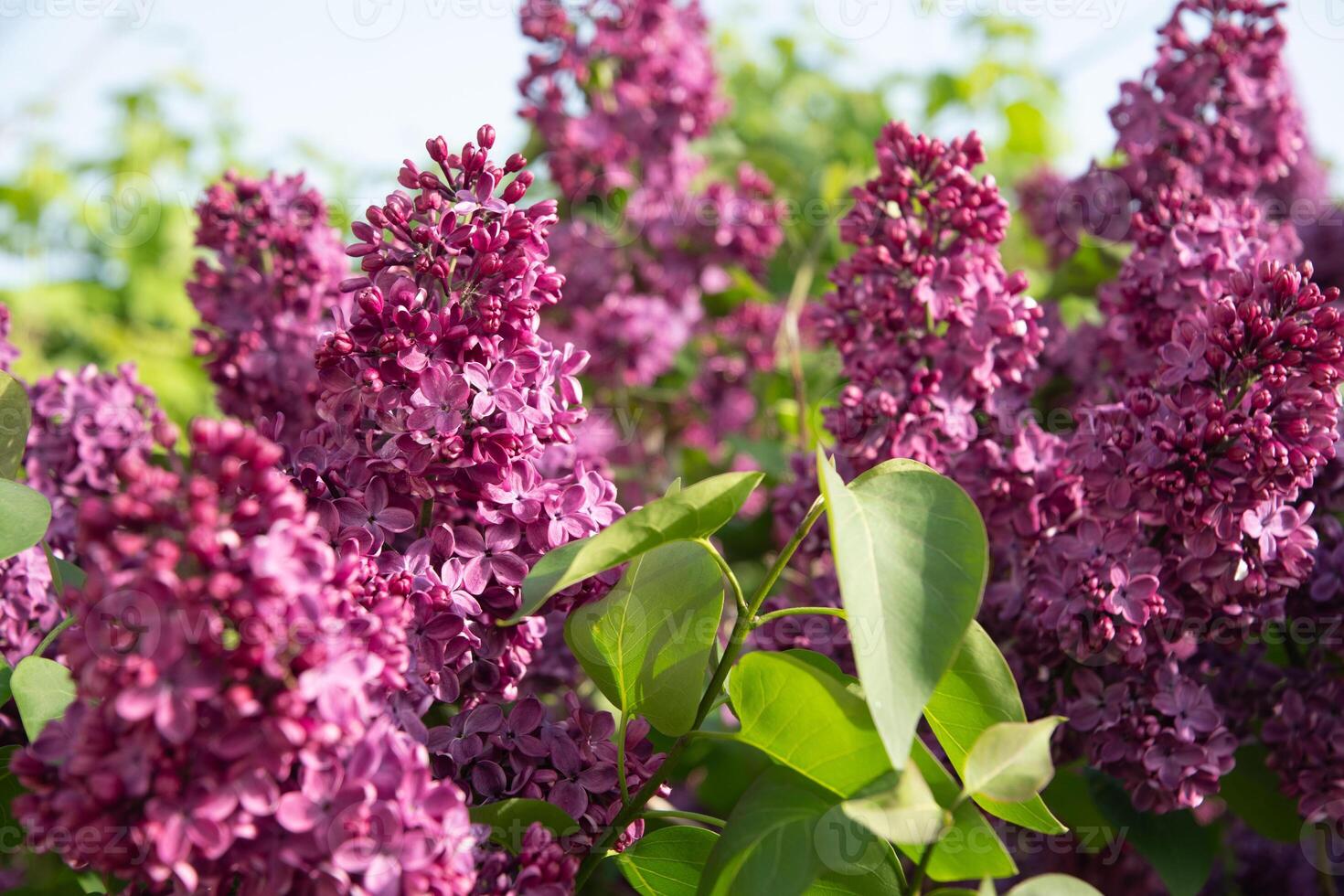 gren av lila lila mot en bakgrund av blå och klar himmel, dekorativ buskar blomning i tidigt vår foto