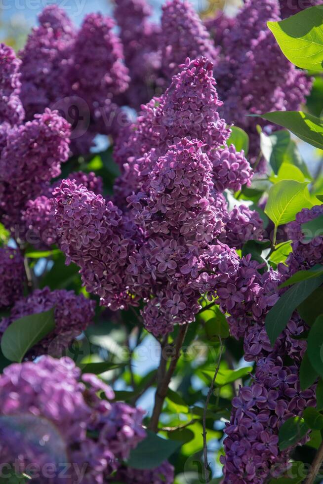 gren av lila lila mot en bakgrund av blå och klar himmel, dekorativ buskar blomning i tidigt vår foto