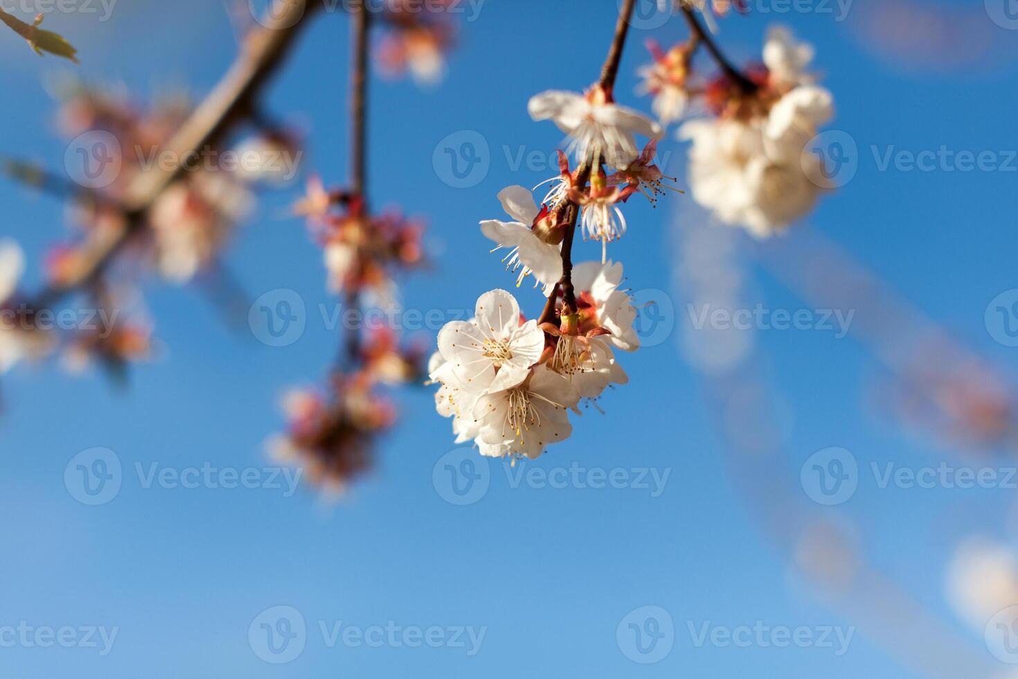 en stänga upp se av grenar av rosa blommar under ren blå himmel foto