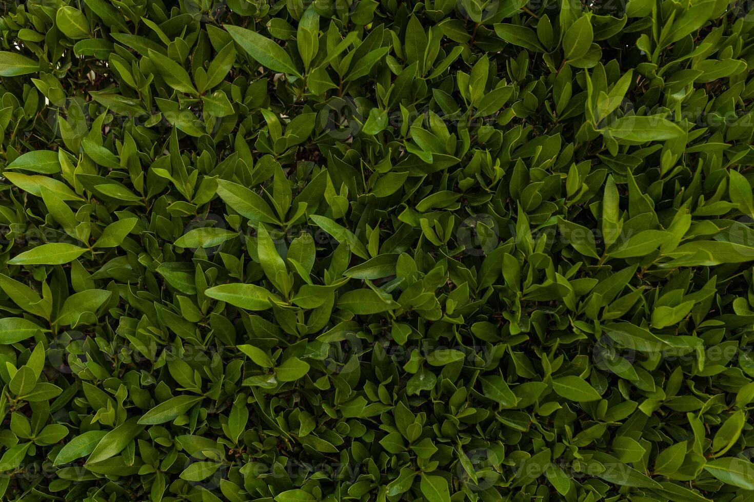 grön blad vägg bakgrund horisontell bild foto