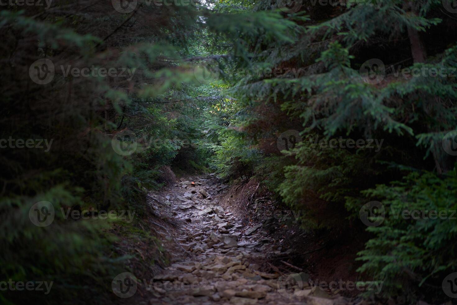 mystisk skrämmande väg genom mörk skrämmande skog med ljus ljus på de slutet foto