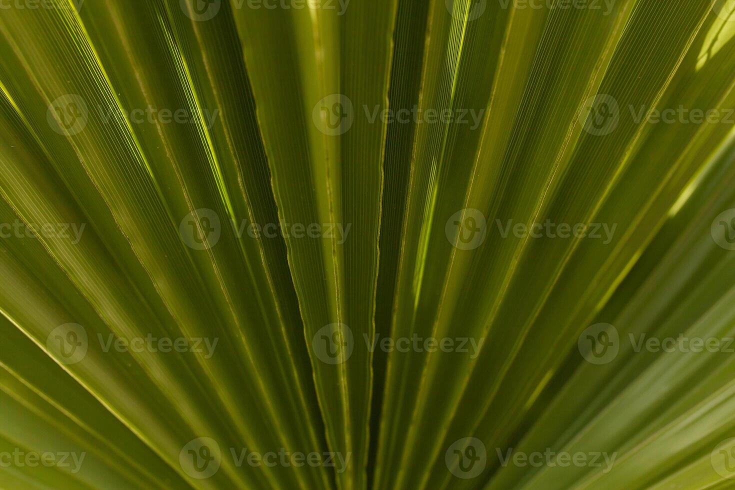 randig av handflatan blad abstrakt grön textur bakgrund foto