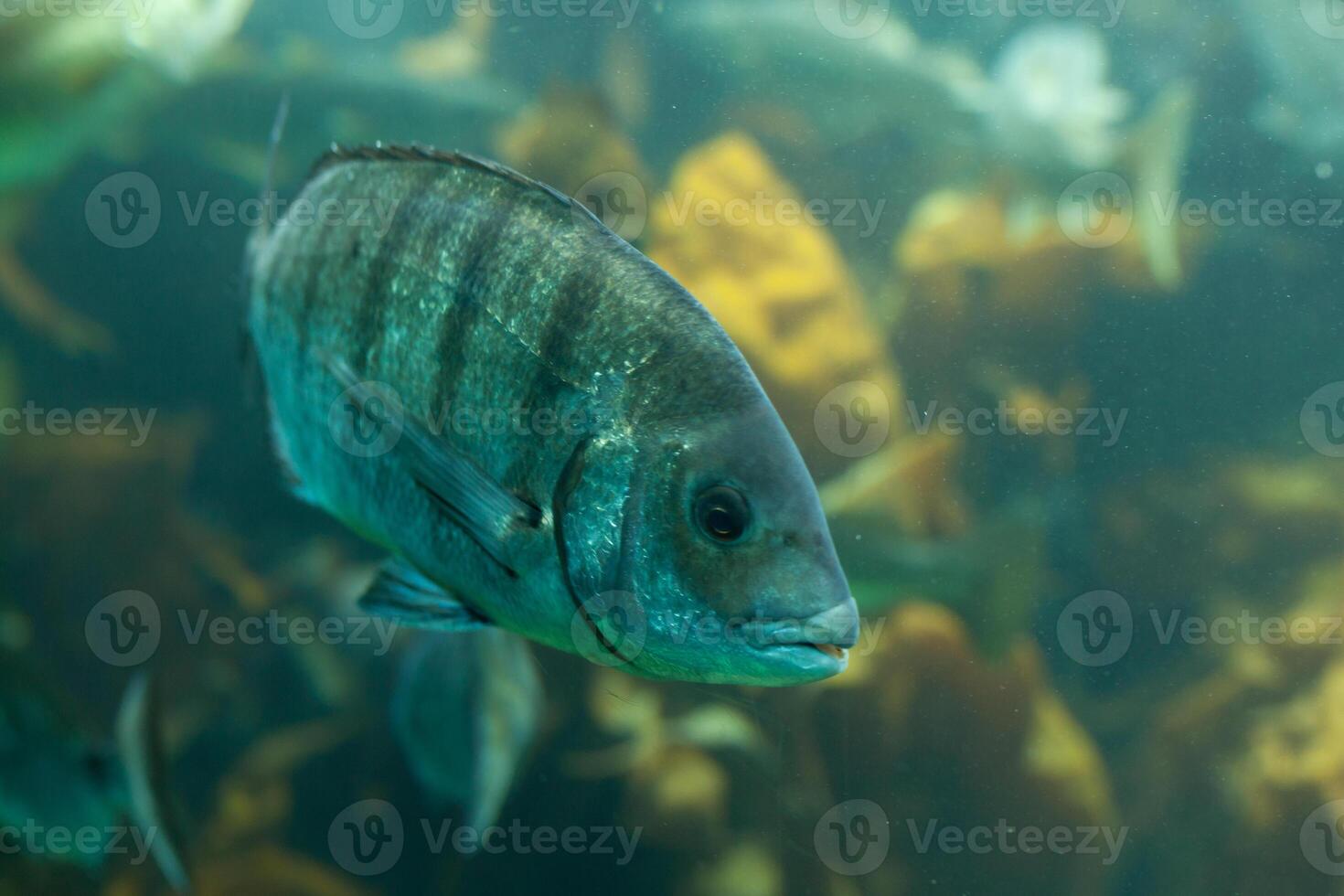 fiskar i akvarium eller reservoar ubder vatten på fisk bruka foto