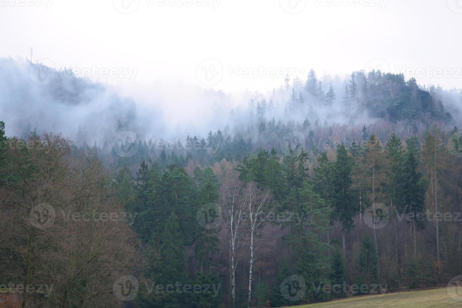 dimmig skog på en berg i de elbe sandsten berg. dyster atmosfär foto