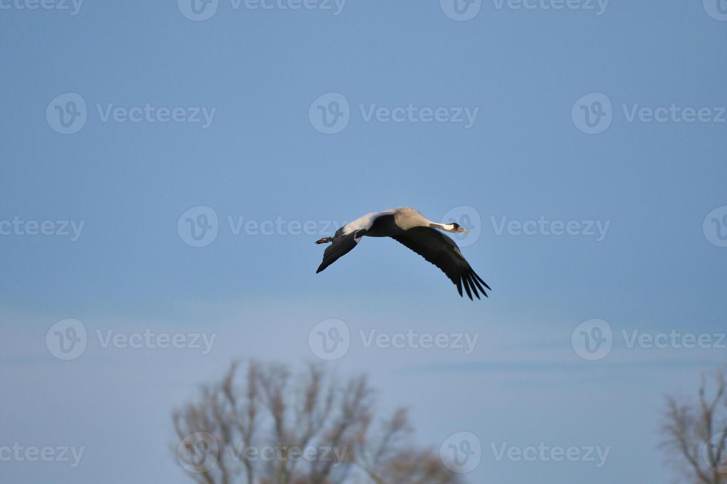 kranar flyga i de blå himmel i främre av träd. flyttande fåglar på de darss. vilda djur och växter foto