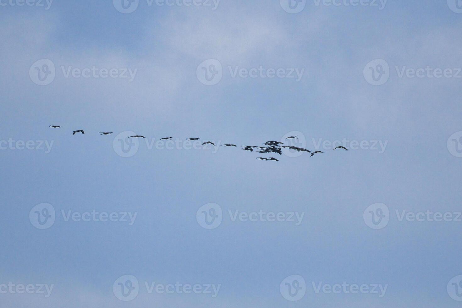 kranar flyga i v bildning i de himmel. flyttande fåglar på de darss. fågel foto