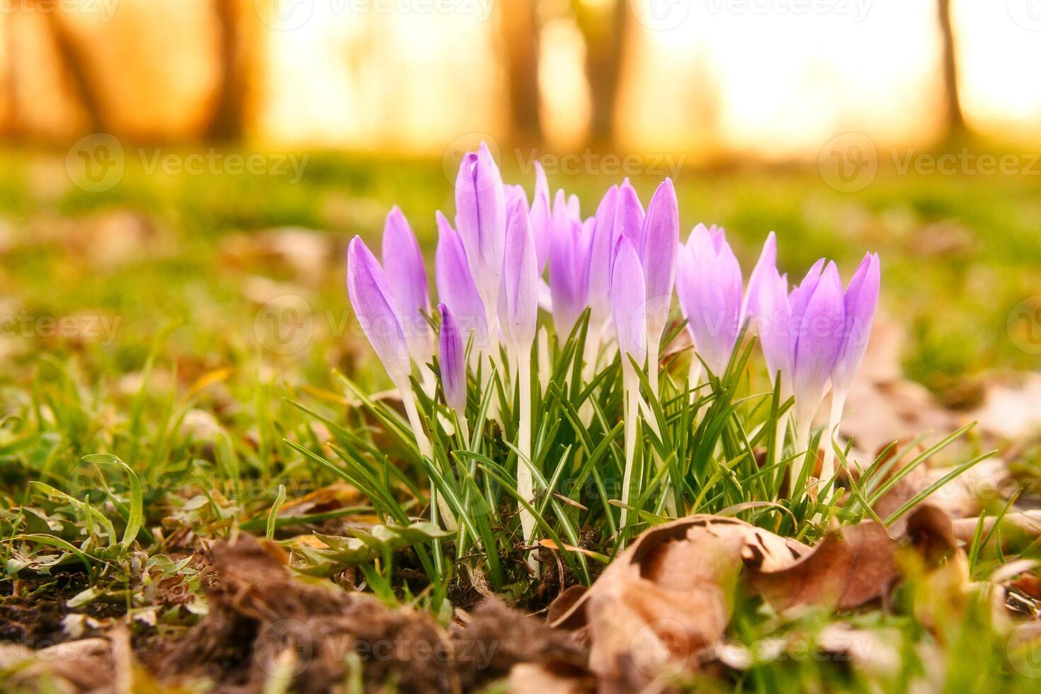 krokusar i en äng i mjuk värma ljus. vår blommor den där härold vår. blommor foto